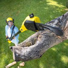 Best Lawn Disease Treatment  in Summerside, OH